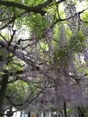 住雲寺の自然