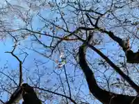 天台宗 長窪山 正覚寺の自然