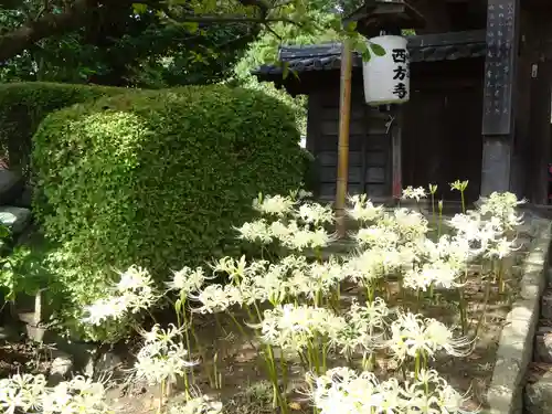 横浜　西方寺の自然
