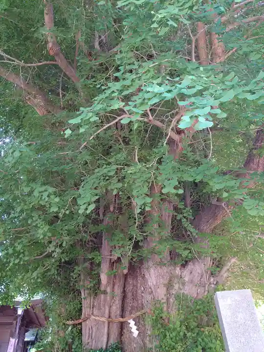 鶴嶺八幡宮の芸術