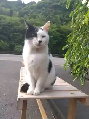 御誕生寺（猫寺）(福井県)