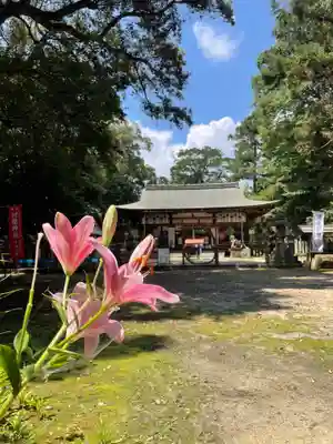 境内に植えたゆりが咲きました。
