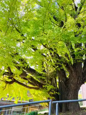 蛟蝄神社門の宮(茨城県)