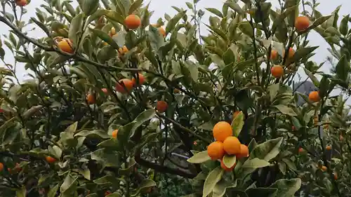 医王寺(静岡県)