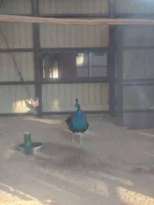 岩槻久伊豆神社(埼玉県)