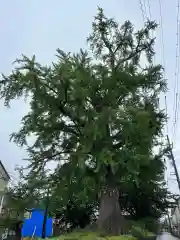 津島神社(愛知県)