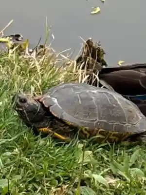 菊田神社の{uncategorized: "未分類", other: "その他", undefined: "問題あり", building: "その他建物", grave: "お墓", sacred_gate: "鳥居", guardian: "狛犬", statue: "像", buddha: "仏像", history: "歴史", nature: "自然", garden: "庭園", animal: "動物", pagoda: "塔", temizu: "手水舎", mountain_gate: "山門・神門", sanctuary: "本殿・本堂", subordinate: "末社・摂社", art: "芸術", scenery: "景色", jizo: "地蔵", ema: "絵馬", goshuin: "御朱印", omikuji: "おみくじ", items: "授与品その他", amulet: "お守り", goshuincho: "御朱印帳", eats: "食事", festival: "お祭り", votive_dance: "神楽", shichigosan: "七五三参", wedding: "結婚式", experience: "体験その他", initially: "初詣", around: "周辺", anti_infection: "感染症対策"}