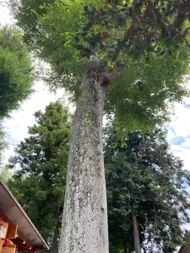 門田稲荷神社の自然