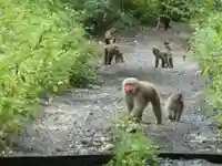 満願寺の動物