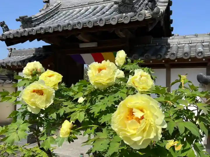 真言宗 善通寺派 薬王寺(香川県)