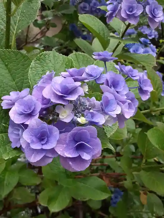 報徳二宮神社の自然