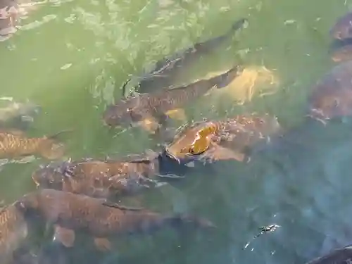 八大白龍大神(岐阜県)