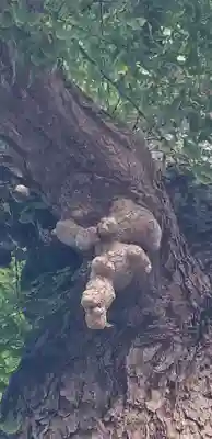 上小岩天祖神社の自然