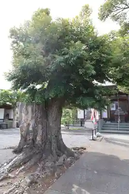 龍圓寺(埼玉県)
