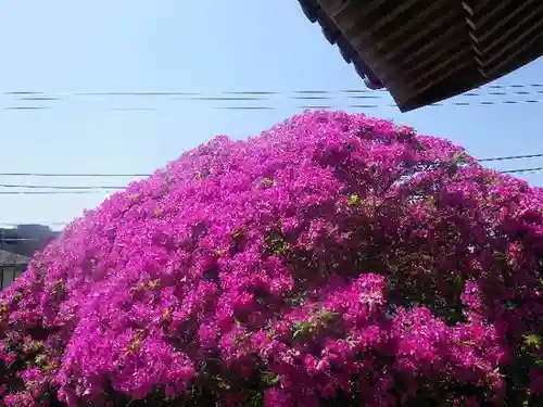 安養院　(田代寺）の自然