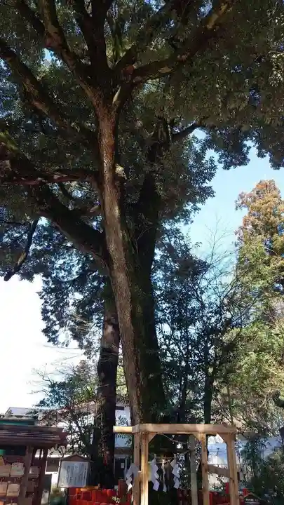 大前神社の自然