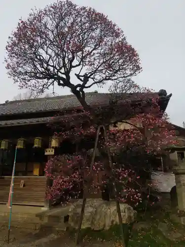 観音寺(埼玉県)