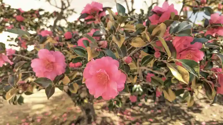 妙顯寺(妙顕寺)(京都府)