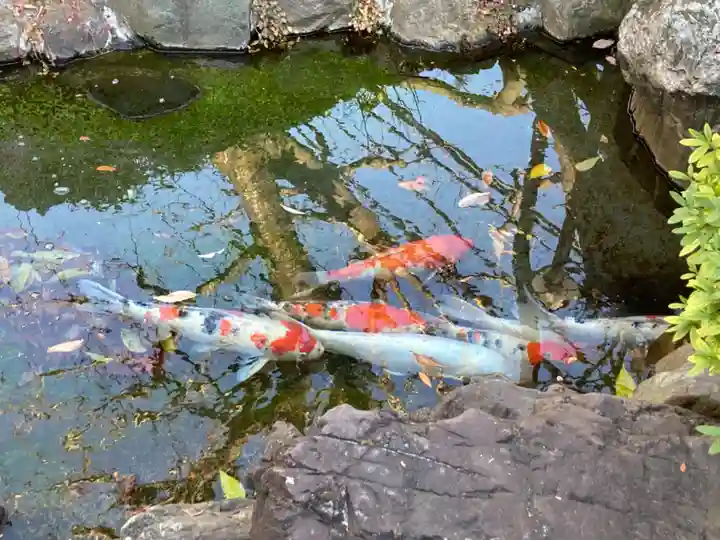 東光寺別院桜ヶ池不動院の動物