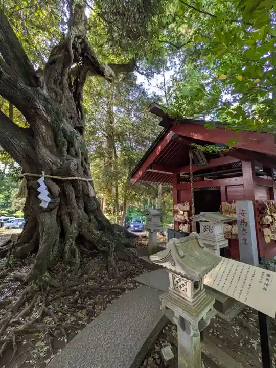 大杉神社(茨城県)