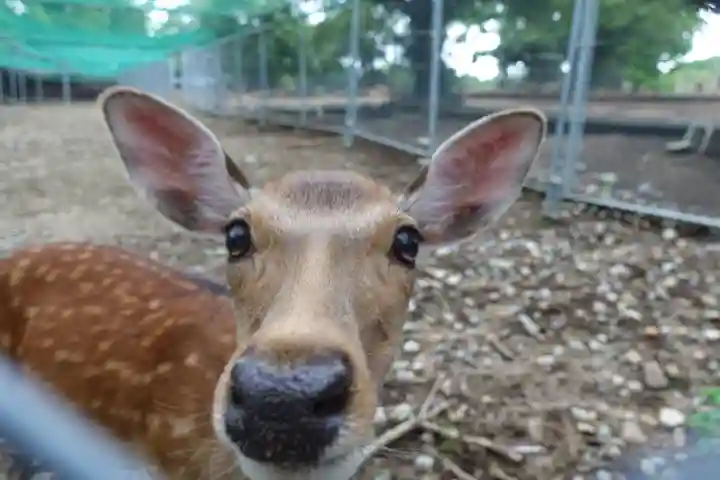 春日大社の動物