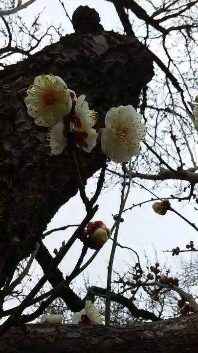 谷保天満宮の庭園