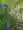 さや