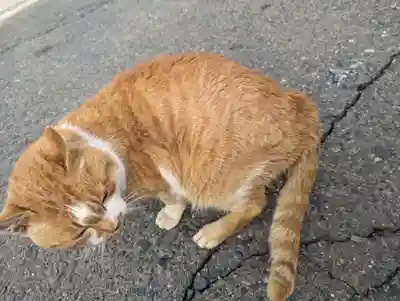 早池峯神社(岩手県)