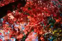 大久保山 自性院の自然