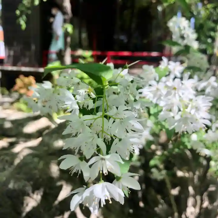 田無神社の自然