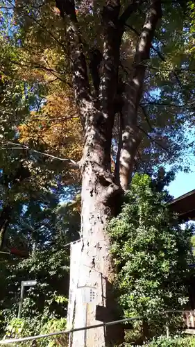 阿佐ヶ谷神明宮の自然