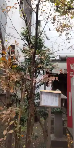 さくら稲荷(東京都)