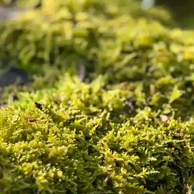 伊勢の国 四天王寺(三重県)