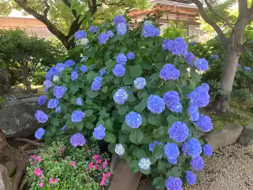 寶安寺（宝安寺）(神奈川県)