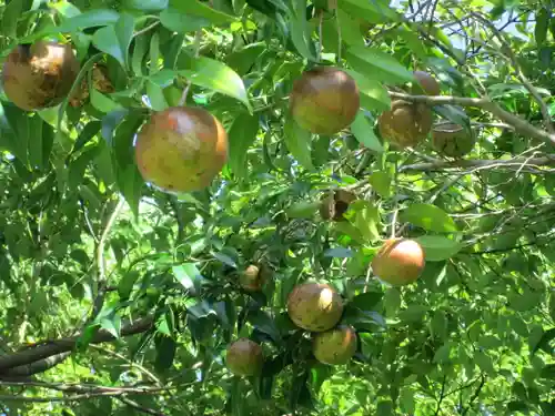 屋久島大社の自然