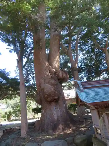 部田神社の自然