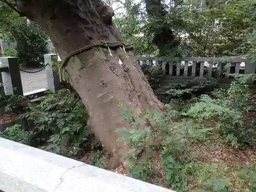 青渭神社の自然