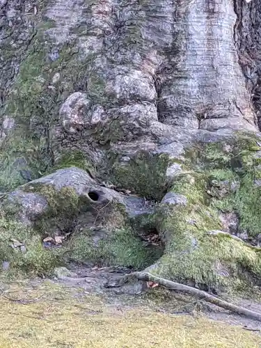 秩父今宮神社の自然