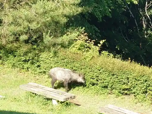 武蔵御嶽神社の動物