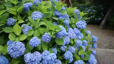 柳谷観音　楊谷寺(京都府)