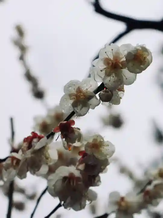 大井神社(静岡県)