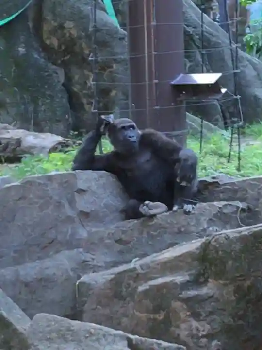 上野東照宮の動物