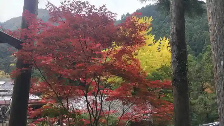 橋立堂(埼玉県)