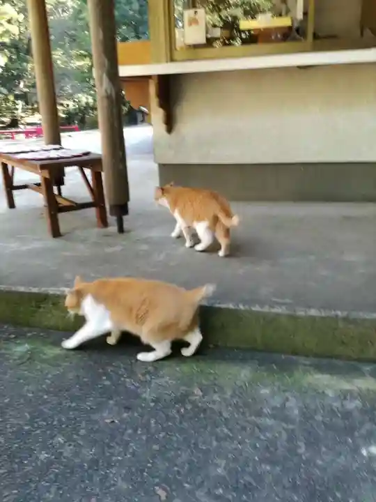 間々田八幡宮の動物