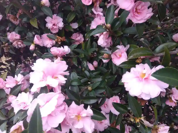 白山神社(福井県)