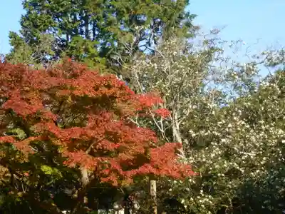 安國論寺(安国論寺)の自然