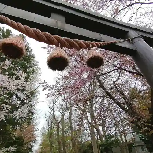 信濃神社の鳥居