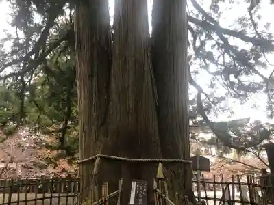 戸隠神社中社の{uncategorized: "未分類", other: "その他", undefined: "問題あり", building: "その他建物", grave: "お墓", sacred_gate: "鳥居", guardian: "狛犬", statue: "像", buddha: "仏像", history: "歴史", nature: "自然", garden: "庭園", animal: "動物", pagoda: "塔", temizu: "手水舎", mountain_gate: "山門・神門", sanctuary: "本殿・本堂", subordinate: "末社・摂社", art: "芸術", scenery: "景色", jizo: "地蔵", ema: "絵馬", goshuin: "御朱印", omikuji: "おみくじ", items: "授与品その他", amulet: "お守り", goshuincho: "御朱印帳", eats: "食事", festival: "お祭り", votive_dance: "神楽", shichigosan: "七五三参", wedding: "結婚式", experience: "体験その他", initially: "初詣", around: "周辺", anti_infection: "感染症対策"}