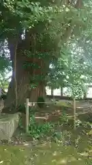 鹿嶋神社の自然