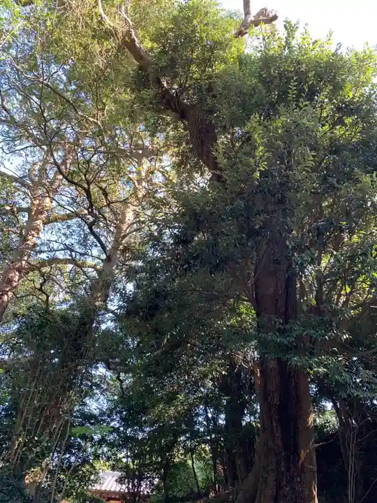 諏訪神社の自然